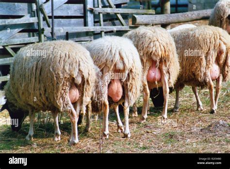 Sheep Udder Stock Photo Alamy