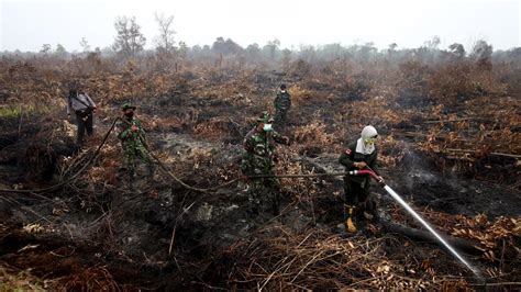 Cegah Kebakaran Hutan KLHK Buat Peta Konservasi Gambut Terpadu News