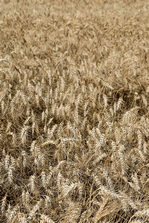 Premium Photo Wheat Field Ideal For Backgrounds And Textures