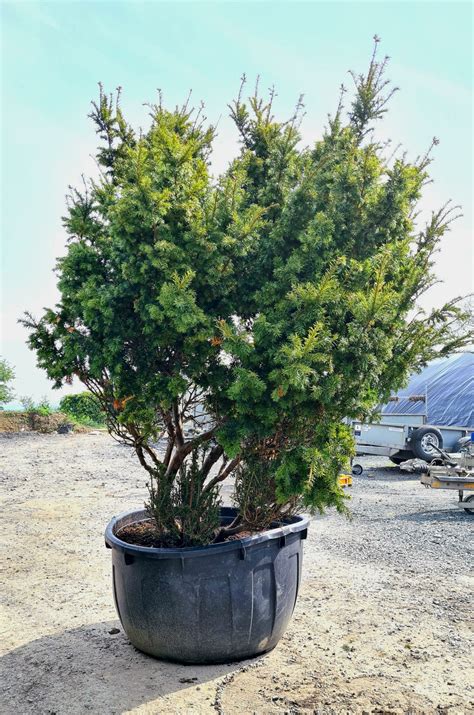 Taxus cuspidata – Caragh Nurseries