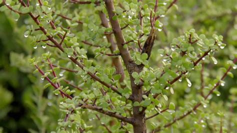 Spekboom Small Leaved Succulent Plant Stock Video Video Of Porkbush