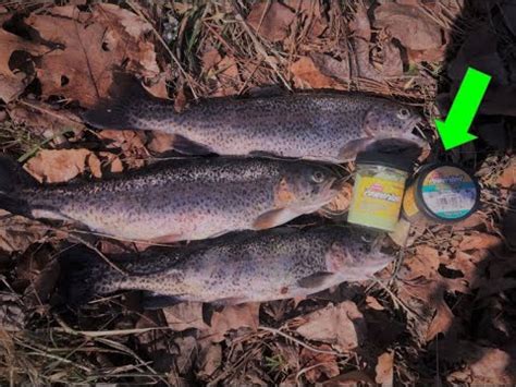 How To Catch Stocked TROUT Using POWERBAIT YouTube