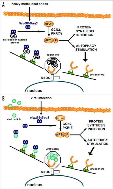 Schematic Representation Of The Putative Implication Of Hspb8 Bag3 In Download Scientific