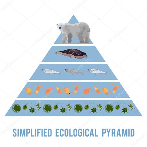 Animal Food Chain Pyramid