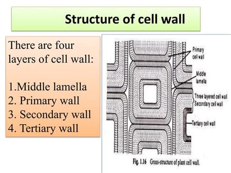 Structure and physiological functions of cell wall | PPT