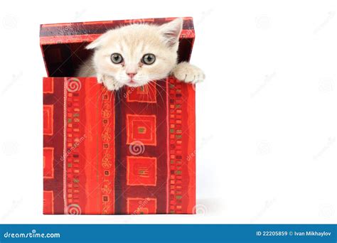 Cat In T Box Stock Image Image Of Furry Domestic 22205859