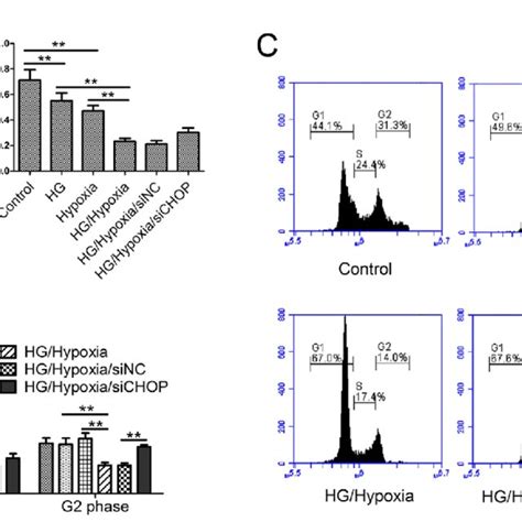 Cell Proliferation And Cell Cycle Progression In Vitro A Chop