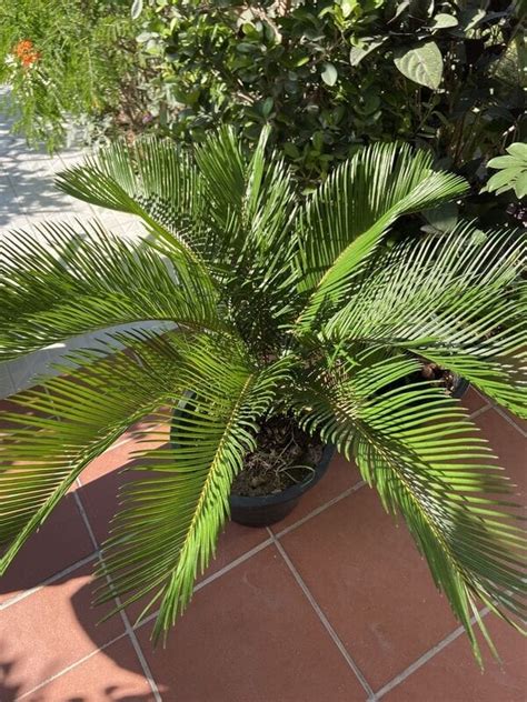 Cycas Sago Palm نخلة السايكس