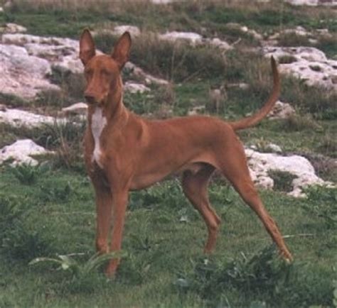 Pharaoh Hound Dog Breed Pictures, 1