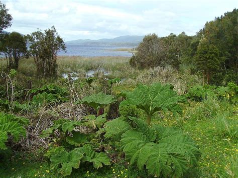 Chiloé National Park: Biodiversity & Beauty on Chiloé Island | LAC Geo