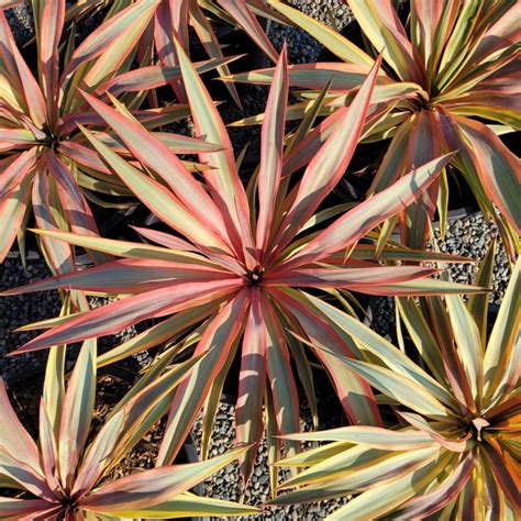 Yucca Gloriosa Bright Star Variegated Yucca Mid Valley Trees