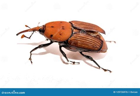 The Red Palm Weevil Rhynchophorus Ferrugineus Isolated On White Stock