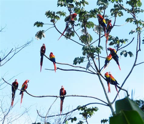 38° Aniversario Del Parque Nacional Palenque Comisión Nacional De Áreas Naturales Protegidas