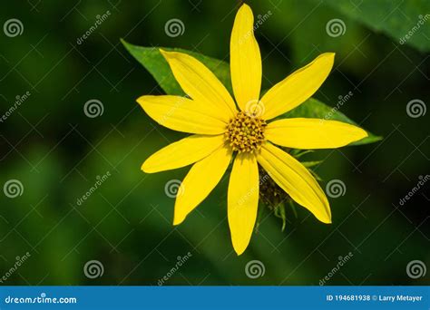 Woodland Sunflower Helianthus Divaricatus Stock Photo Image Of