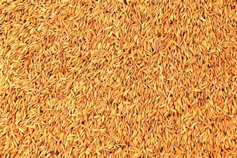 1692 Pusa Basmati Rice Seeds For Food Processing At Rs 99 Kg In Fatehabad