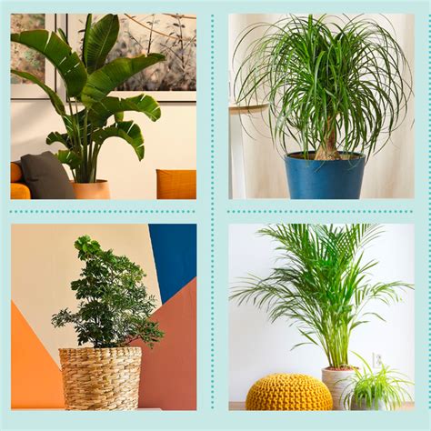 20 Best Indoor Trees To Buy For A Happy Home