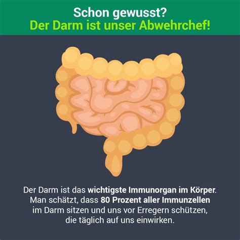 Mikronährstoffe und Darmgesundheit das ist wichtig für unser