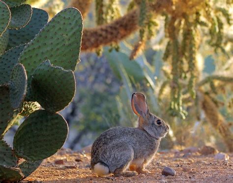 sonoran desert animals rabbit - Bountiful Blogs Slideshow