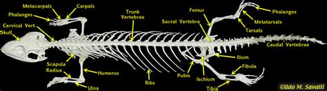 Lizard Skeletal Anatomy