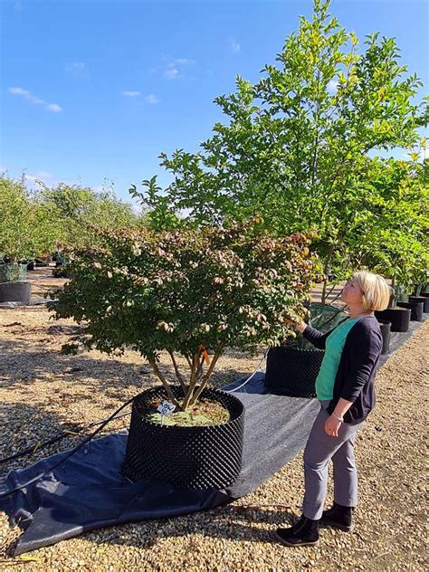 Euonymus Alatus Compactus Compact Burning Bush