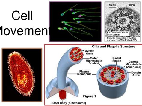 Ppt Microfilaments And Microtubules Powerpoint Presentation Free Download Id 3654654