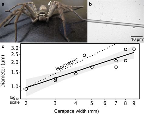 Heteropoda venatoria major ampullate silk (MAS) diameter increases with ...