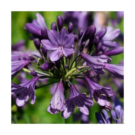 Agapanthe X Poppin Purple® Mp003agapanthus X Poppin Purple® Mp003