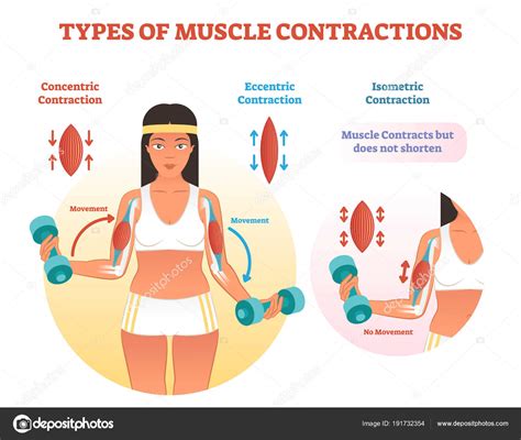 Types of muscle contractions with arm cross section and weight lifting ...