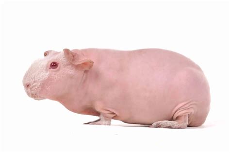 Skinny Pig - The Ultimate breed and care guide - LittleFurryPets