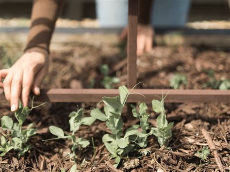 Direct Sowing In 10 Steps Plus A Chart On Starting Seeds Outdoors Azure Farm