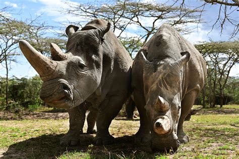 Scientists a step closer to saving northern white rhino from extinction