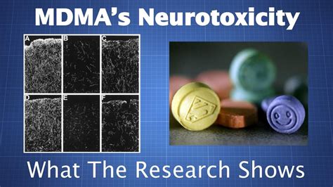 Mdma S Neurotoxicity What The Research Shows How To Reduce Your Risk