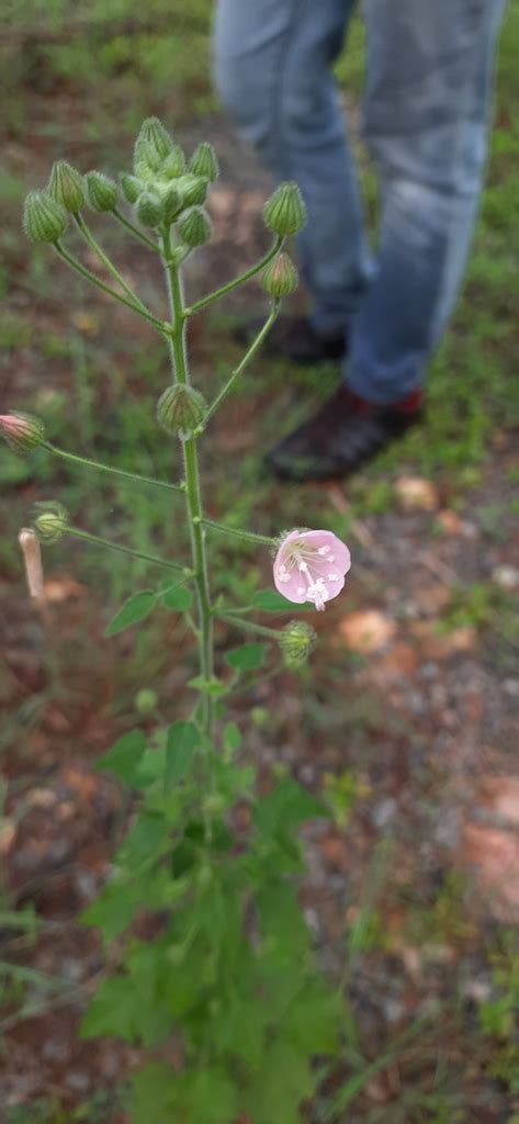 Pavonia Odorata From Durgiperi Andhra Pradesh 517619 India On