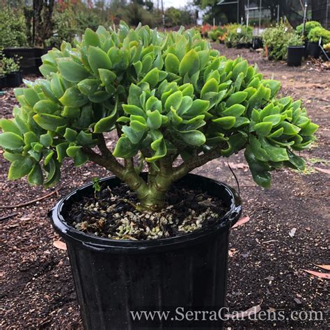 Crassula Blue Waves