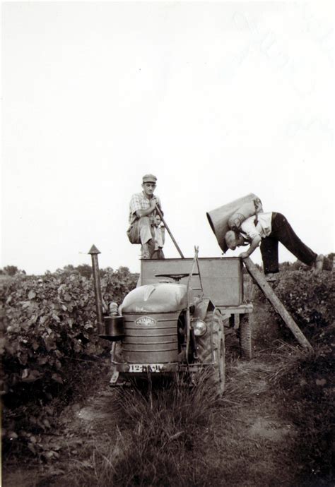 Les Vendanges Mairie D Aigues Vives Aude