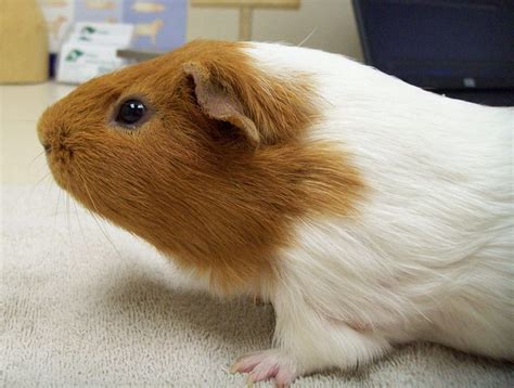 Brown And White Guinea Pig Flickr Photo Sharing