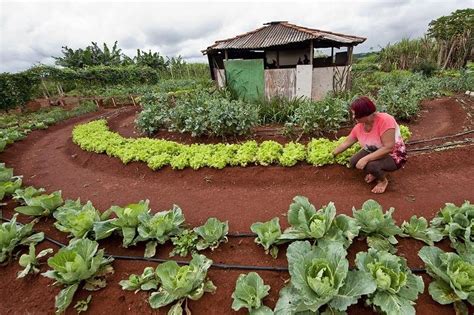 Construção de horta mandala Uma alternativa sustentável para a