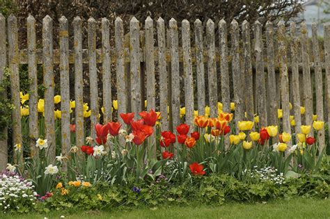 Fr Hling Tulpen Bauerngarten Kostenloses Foto Auf Pixabay Pixabay