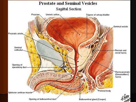 Prostate Gland Anatomy And Histology Kenhub 53 OFF