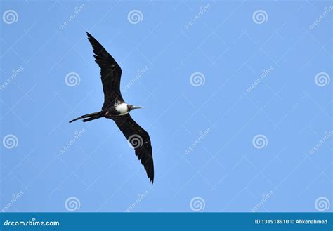 Magnificent Female Frigatebird Fregata Magnificens Flying On Wind