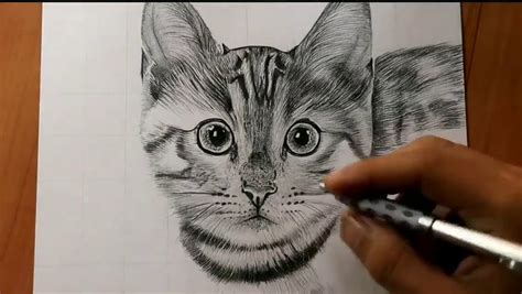 How To Draw A Realistic Cat Face