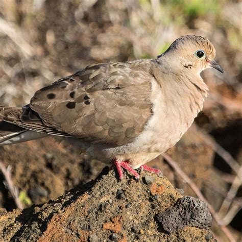 Hawaiʻi Birding Trails Mourning Dove