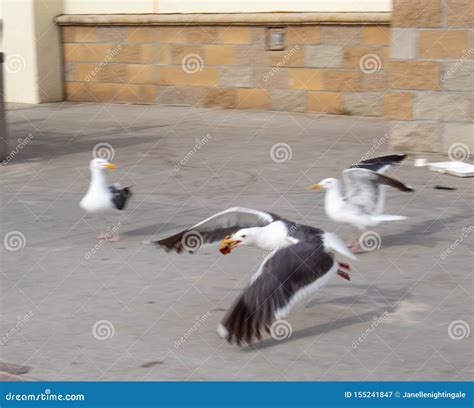 A Seagull Stealing Food On The Sea Beach Royalty-Free Stock Photo | CartoonDealer.com #153913683