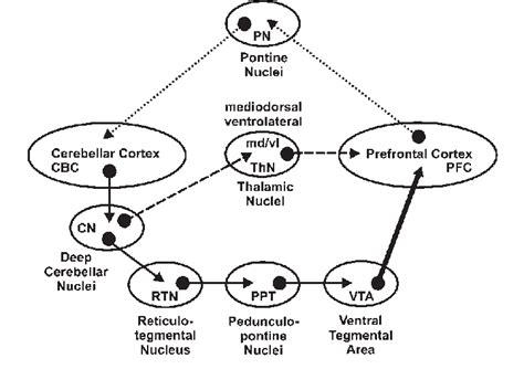 Proposed Neuronal Circuitry Underlying Cerebellar Modulation Of