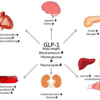 Mechanism Of Action Of GLP 1 Agonists