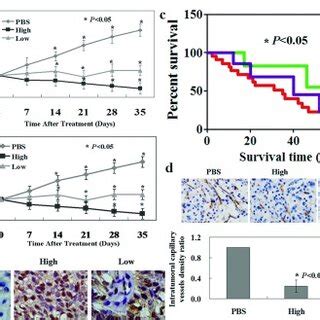 A B Tumour Xenografts Were Established In Nude Mice With