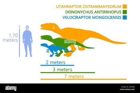 Comparison of the measurements between a man and the velociraptor dinosaur. Different kind of ...