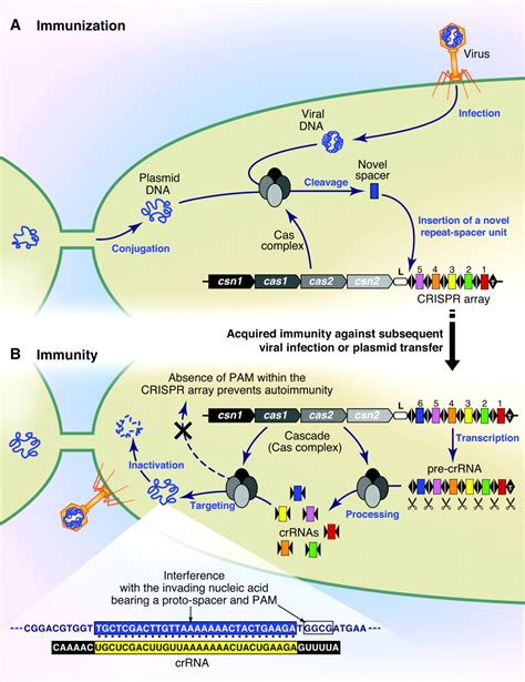 CRISPR Cas The Immune System Of Bacteria And Archaea Science