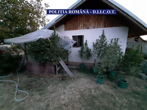 Patru kilograme de cannabis descoperite în urma unei percheziții FOTO