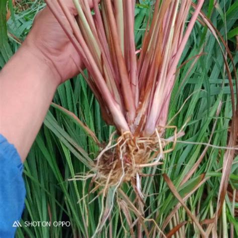 Jual Sereh Merah Segar Cabutan Serai Wulong Sere Minyak Tanaman Herbal